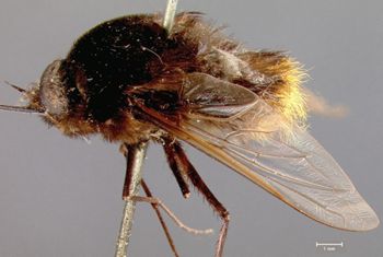 Media type: image;   Entomology 12696 Aspect: habitus lateral view